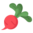 radish